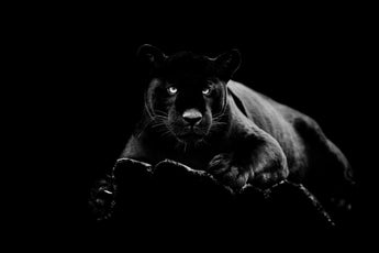 Tempered Glass W/Foil – Black Panther